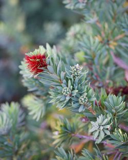 Close-up of red flowering plant