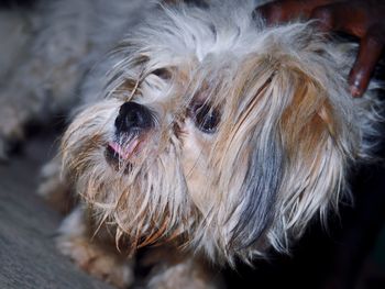 Close-up of a dog