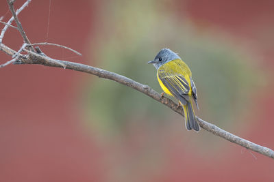 Low angle view of bird perching on branch