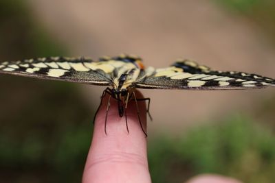 Close-up of butterfly perching on finger