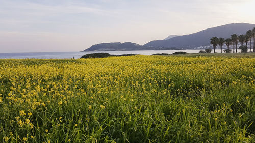 Yellow flowers growing on field against sky