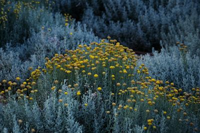 Yellow flowers 