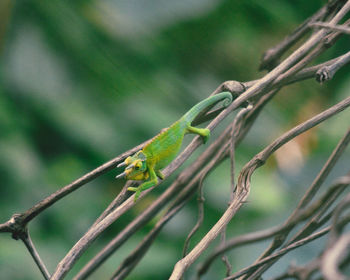 Close-up of lizard on branch