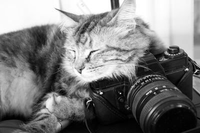 Close-up of cat with camera