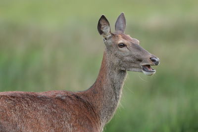 A red deer up close