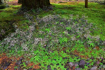 Plants growing in field