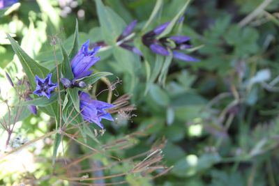 Close-up of purple flowering plants