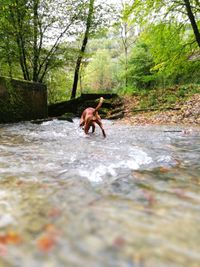 Horse jumping in water