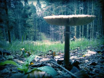 Trees growing in forest