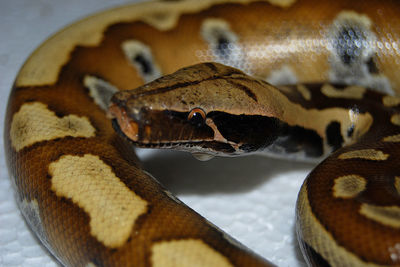 Close-up of a turtle