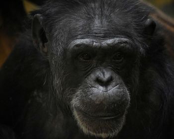 Close-up portrait of monkey in zoo