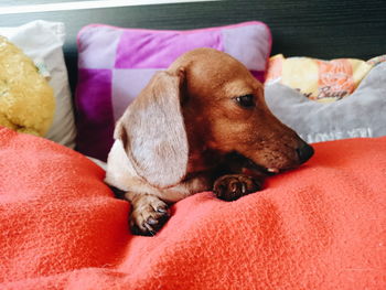Close-up of dog sleeping on bed at home