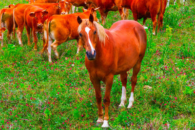 Cows in a field