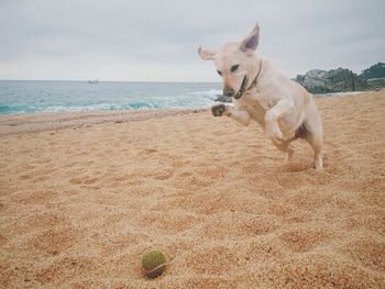 Dog on beach