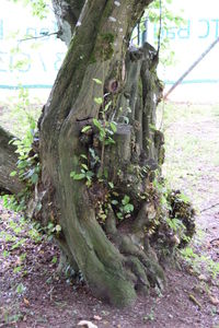 Close-up of tree trunk