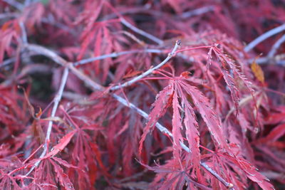 Close-up of leaves on tree