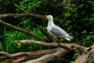 Bird perching on a tree