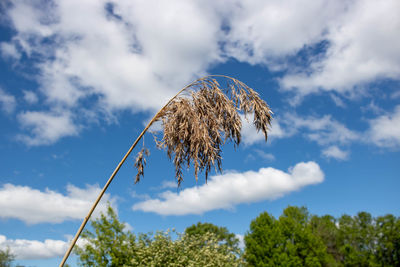 Dry cane in the open air . beige reed grass pampas grass. abstract natural background.  