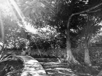 Road amidst trees in park