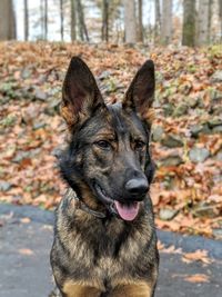 Close-up portrait of a dog