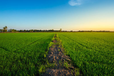 Scenic view of agricultural field against sky