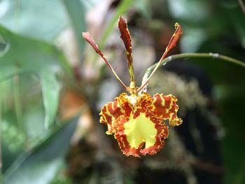 Close-up of flower against blurred background