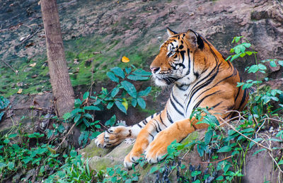 Close-up of tiger against plants