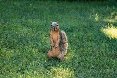 Portrait of cat sitting on grass