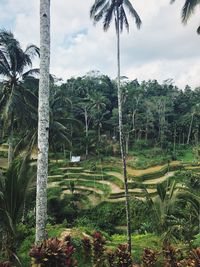 Scenic view of trees on landscape against sky
