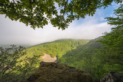 Scenic view of forest against sky