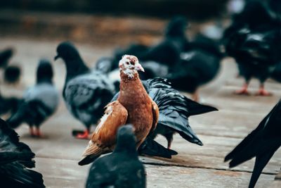 Close-up of pigeon