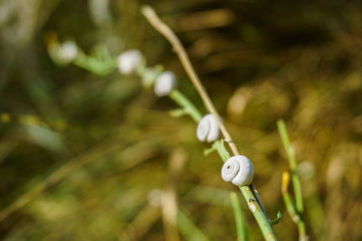 Close-up of plant against blurred background