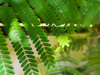 Close-up of fern leaves