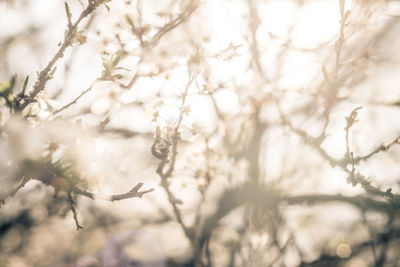 Close-up of cherry blossom on tree