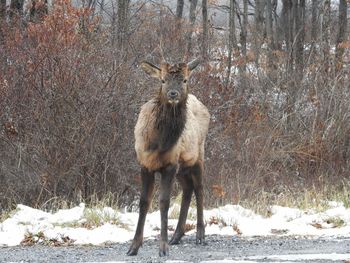 Elk standing on snow covered land