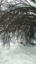 Close-up of bare trees during winter