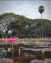 Pink flowers by swimming pool against sky