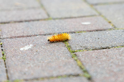 The orange caterpillar of the maple owl, acronicta aceris, on a footpath.