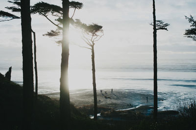 Silhouette trees on beach during sunset