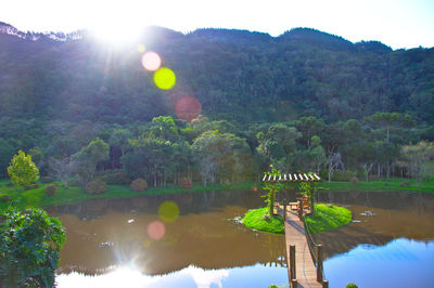 Reflection of trees in water