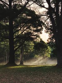 Trees on field in forest