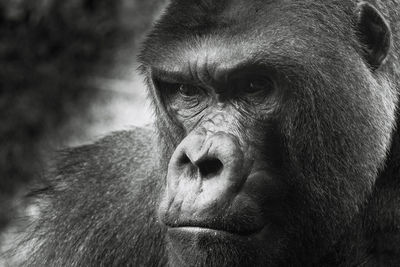 Close-up of portrait of gorilla in zoo