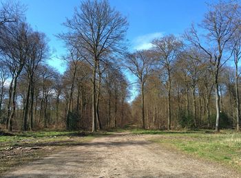 Road passing through forest