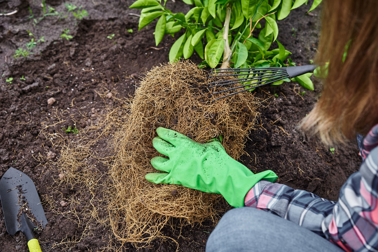 HIGH ANGLE VIEW OF WOMAN LYING BY PLANTS