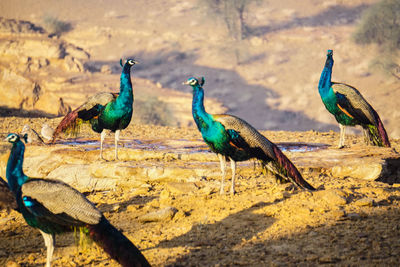 Pigeons on a field