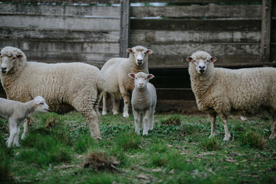 Sheep standing in a field