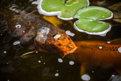 High angle view of fish in lake