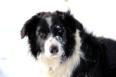 Close-up portrait of border collie dog