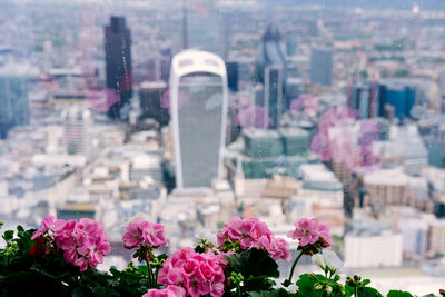 Pink flowers blooming in park