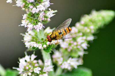 Close-up of hoverfly pollinating on flower